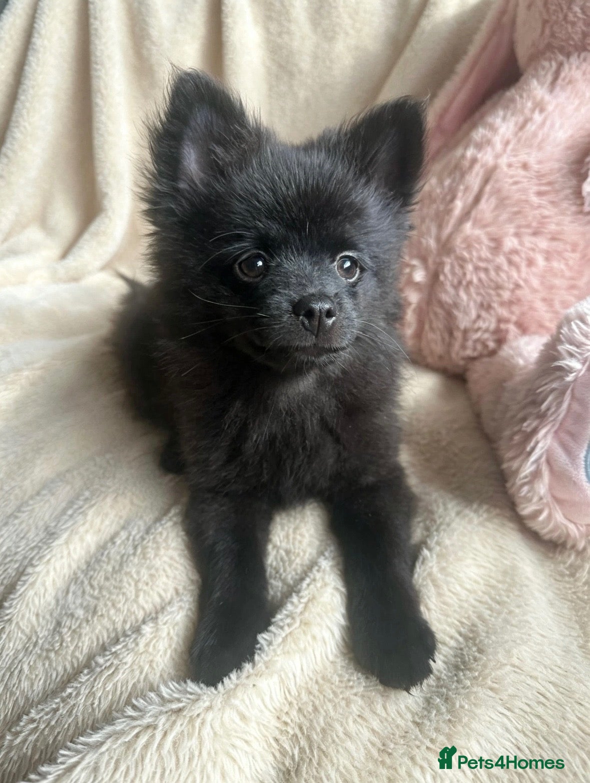 Pomchi dogs 💙 Last Handsome Black Pomchi Boy — Ready Now! 💙 - Advert 2