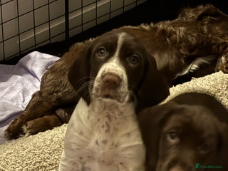 Mixed Breed dogs Sprockers - Advert 6