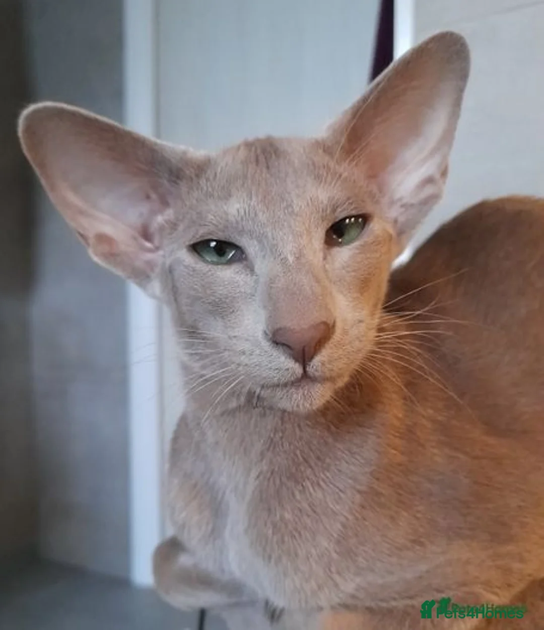 Oriental cats for sale: Supreme pedigree Lilac Oriental kittens GCCF reg - Advert 17