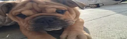 English Bulldog dogs for sale: English bulldog puppies  - Advert 4