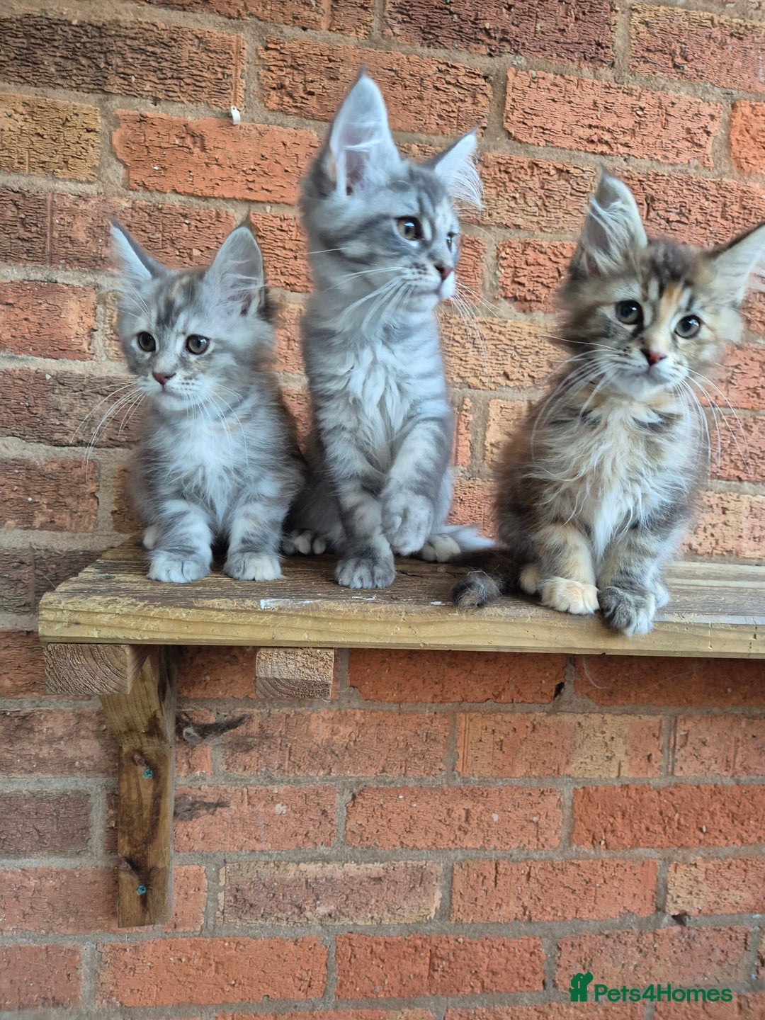 Maine Coon cats for sale: 2 Boys 3 girls Maine Coones kittens - Advert 10