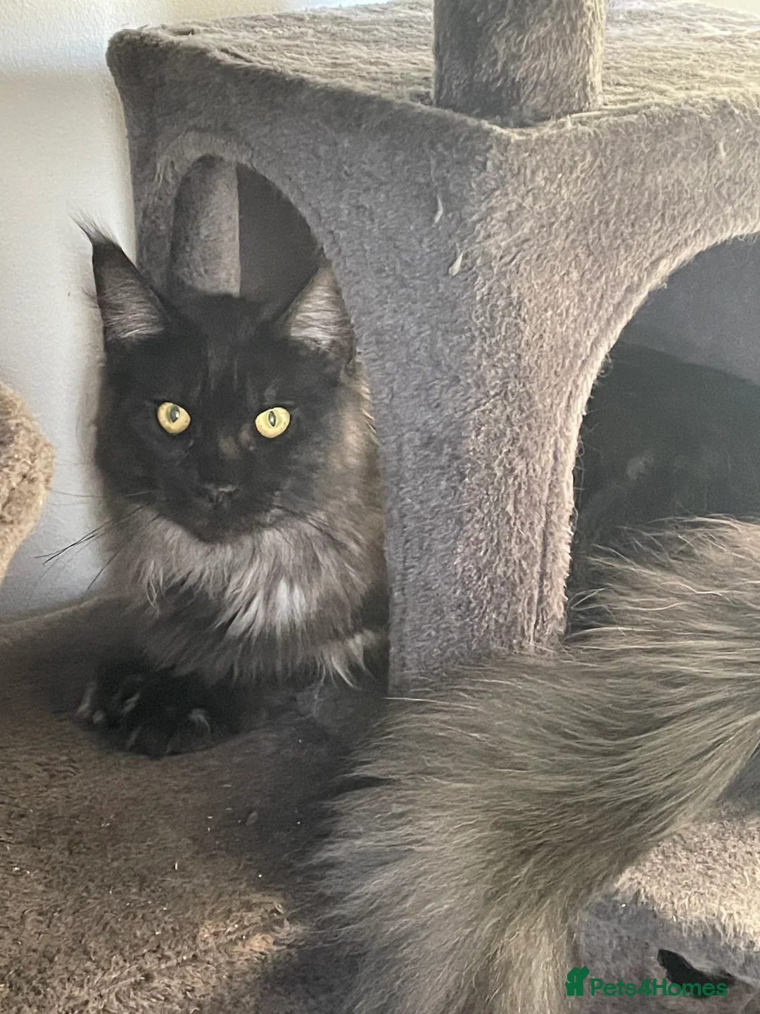 Maine Coon cats for sale: Maine Coon Kittens  - Advert 19