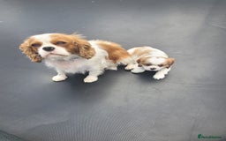 Cavalier King Charles Spaniel dogs for sale: Male Cavalier King Charles spaniel  - Image 16