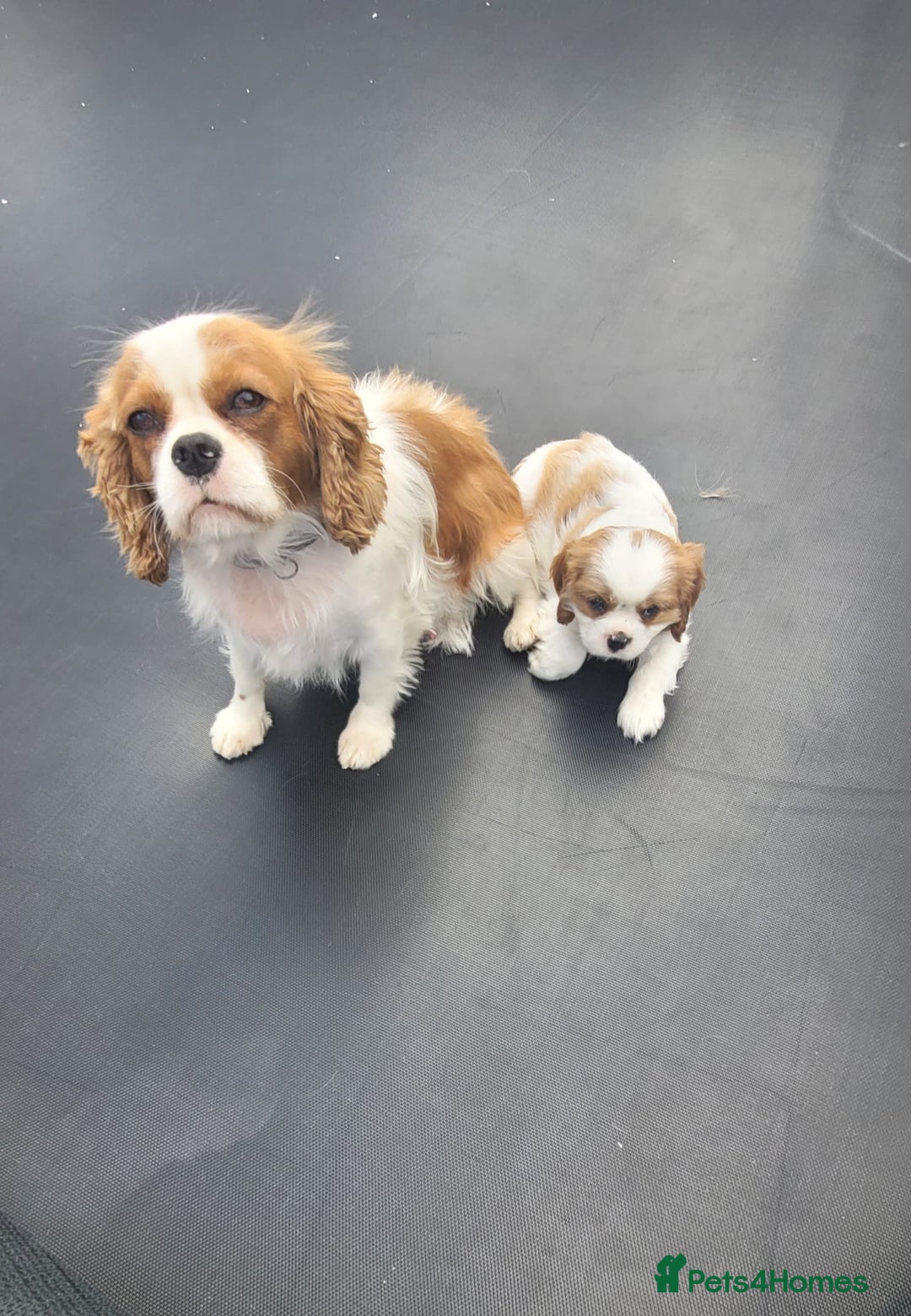 Cavalier King Charles Spaniel dogs for sale: Male Cavalier King Charles spaniel  - Image 16