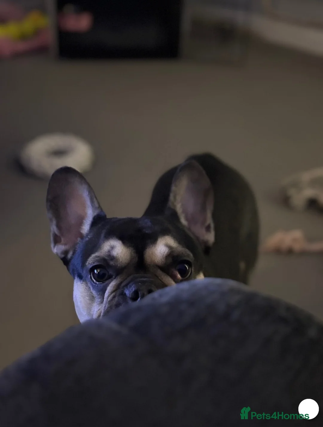 French Bulldog dogs for sale: Female Spayed French Bulldog For Sale in Chester - Advert 1