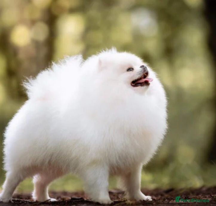Pomeranian dogs The most adorable boys! 🐾 🐾 🐾 🐾   - Advert 1