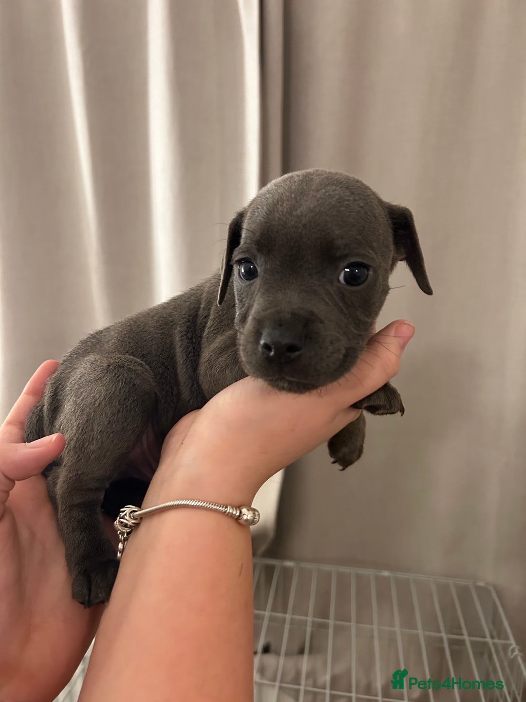 Staffordshire Bull Terrier dogs for sale: Stunning pure blue staffies - Image 11