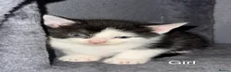 Mixed Breed cats for sale: 5 kittens, 3 male, 2 female  - Advert 10