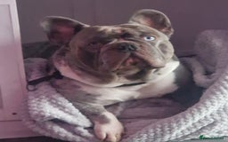 French Bulldog dogs for stud: LILAC MERLE STUD in Wednesbury - Image 5