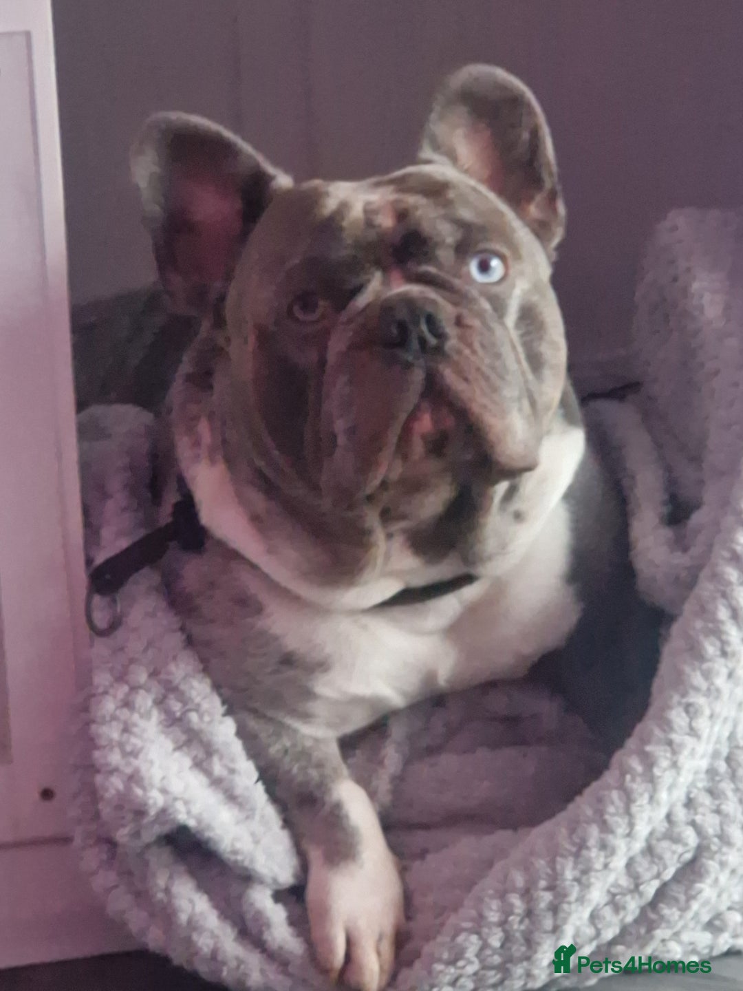 French Bulldog dogs for stud: LILAC MERLE STUD in Wednesbury - Image 5