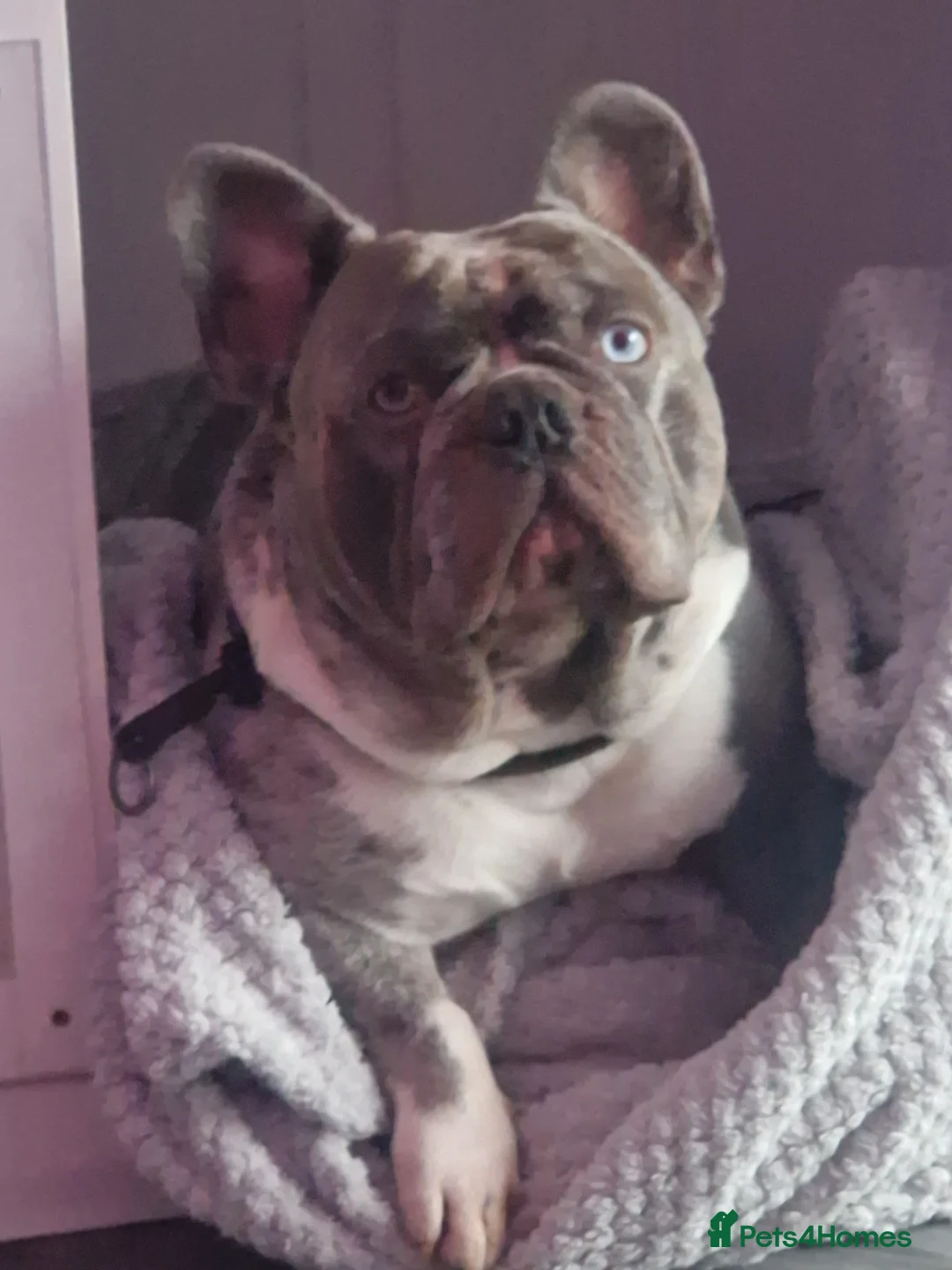 French Bulldog dogs for stud: LILAC MERLE STUD in Wednesbury - Advert 5