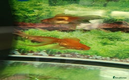 Fancy Goldfish fish for sale: 2 x fancy goldfish for sale  - Image 1