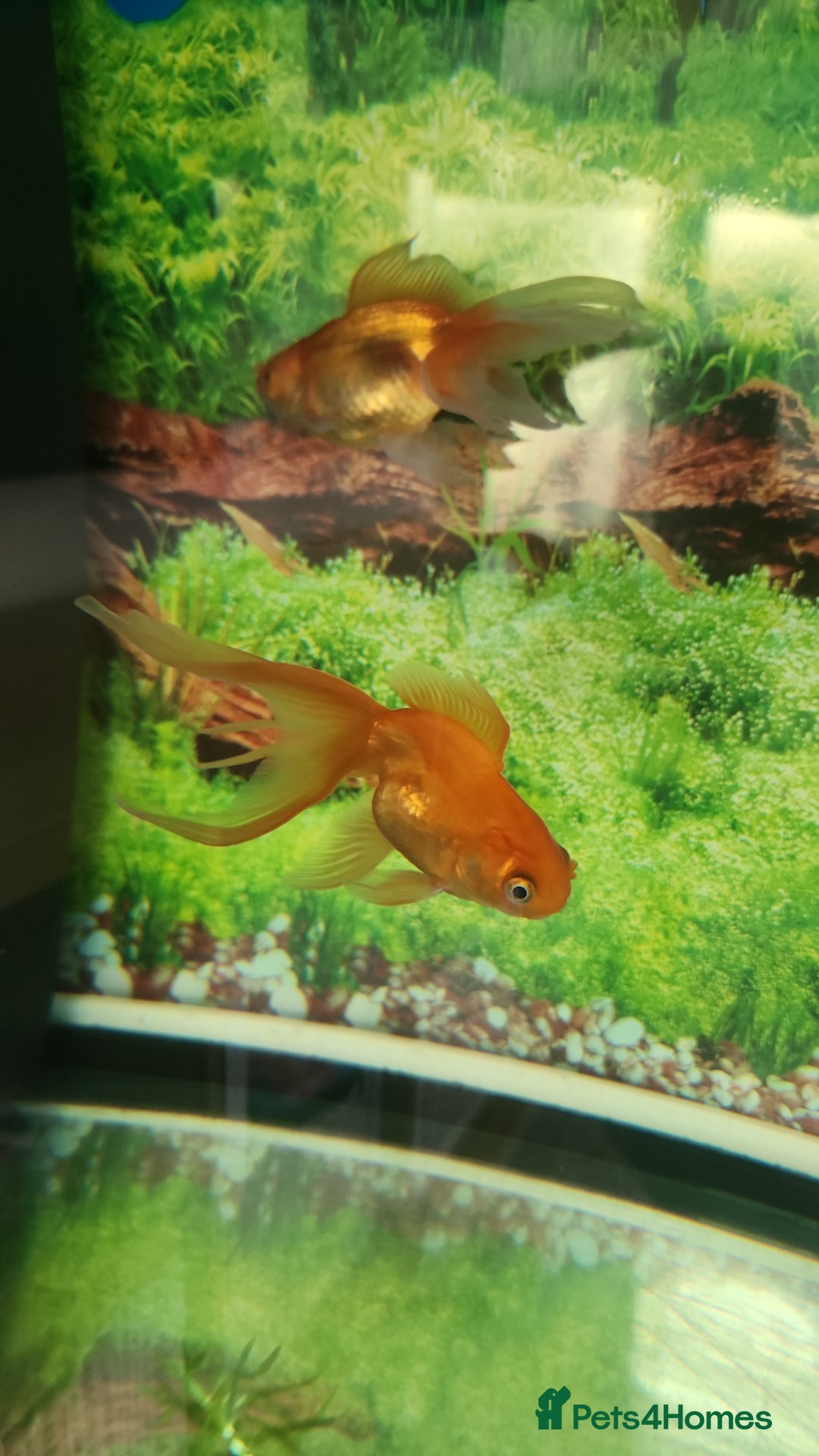 Fancy Goldfish fish for sale: 2 x fancy goldfish for sale  - Image 1