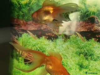 Fancy Goldfish fish - Advert 2
