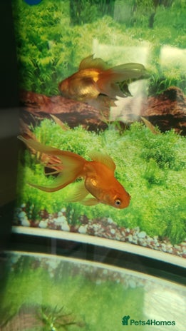 Fancy Goldfish fish - Advert 3