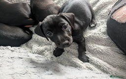 Mixed Breed dogs for sale: Doxie-Dales ready now - Image 22
