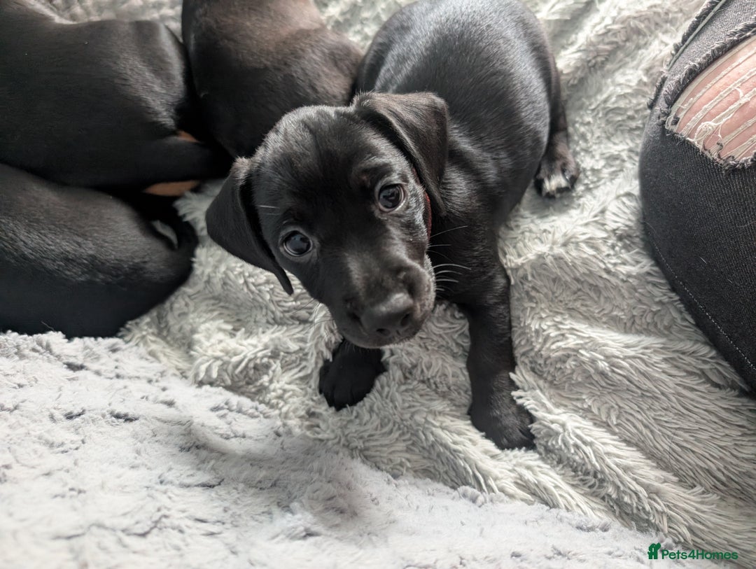 Mixed Breed dogs for sale: Doxie-Dales ready now - Image 22