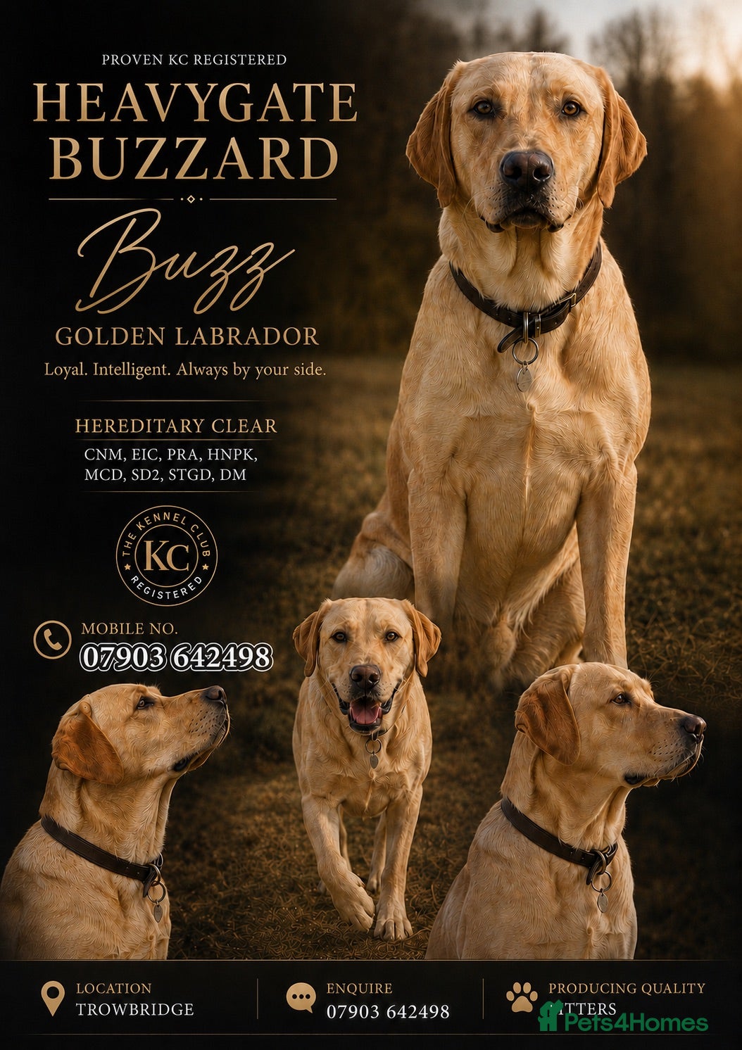 Labrador Retriever dogs ROYAL KENNEL CLUB REGISTERED LABRADOR  - Advert 21