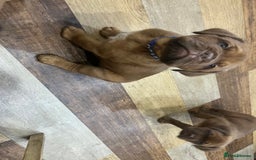 Dogue De Bordeaux dogs for sale: Dogue De Bordeaux Puppies - Image 3