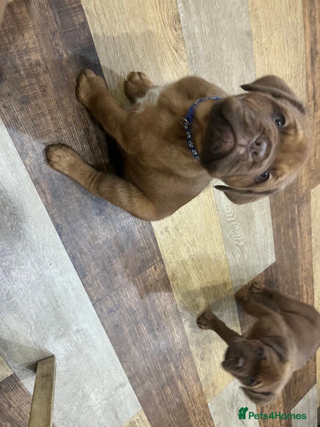 Dogue De Bordeaux dogs for sale: Dogue De Bordeaux Puppies - Image 3