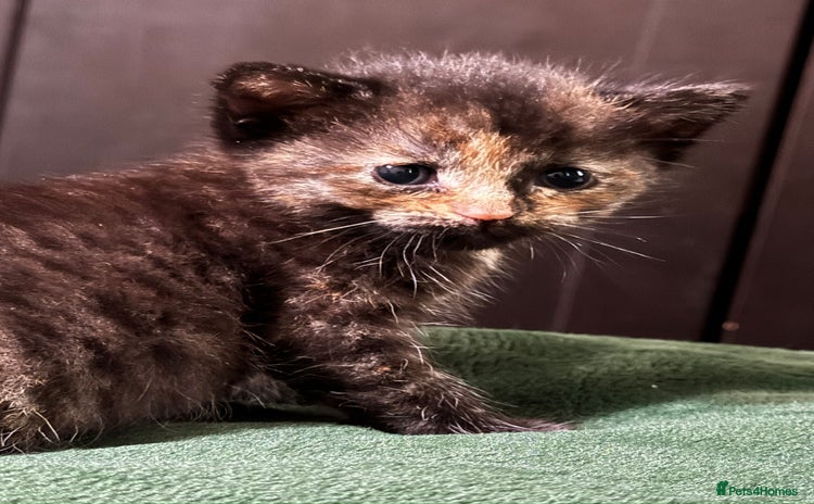 European cats - Advert 5