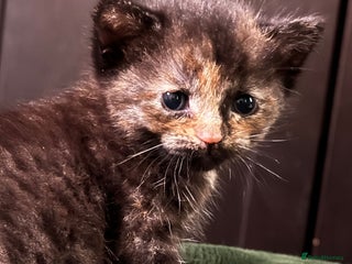 European cats - Advert 1