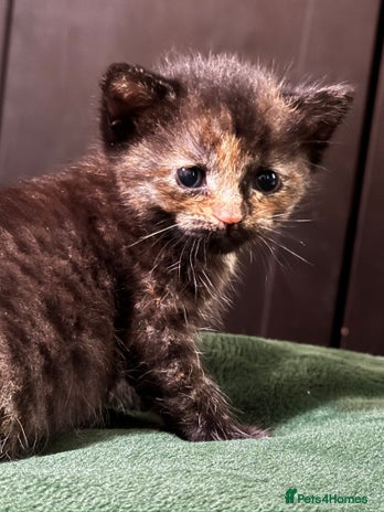 European cats - Advert 5