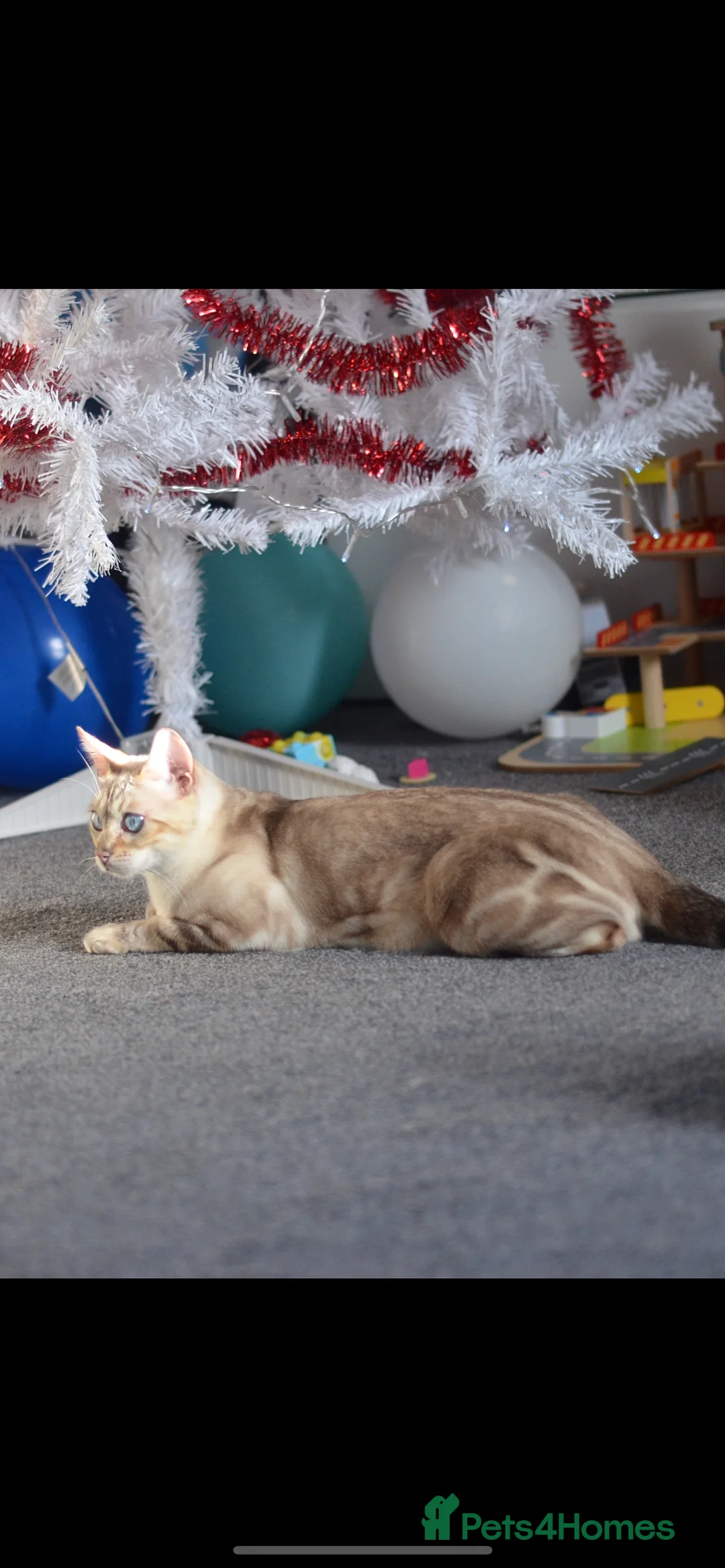 Bengal cats for sale: 🧬LIMITED BENGAL KITTENS🧬 2 females left - Advert 13