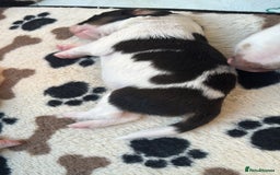 Border Collie dogs for sale: Heath tested collies - Image 24
