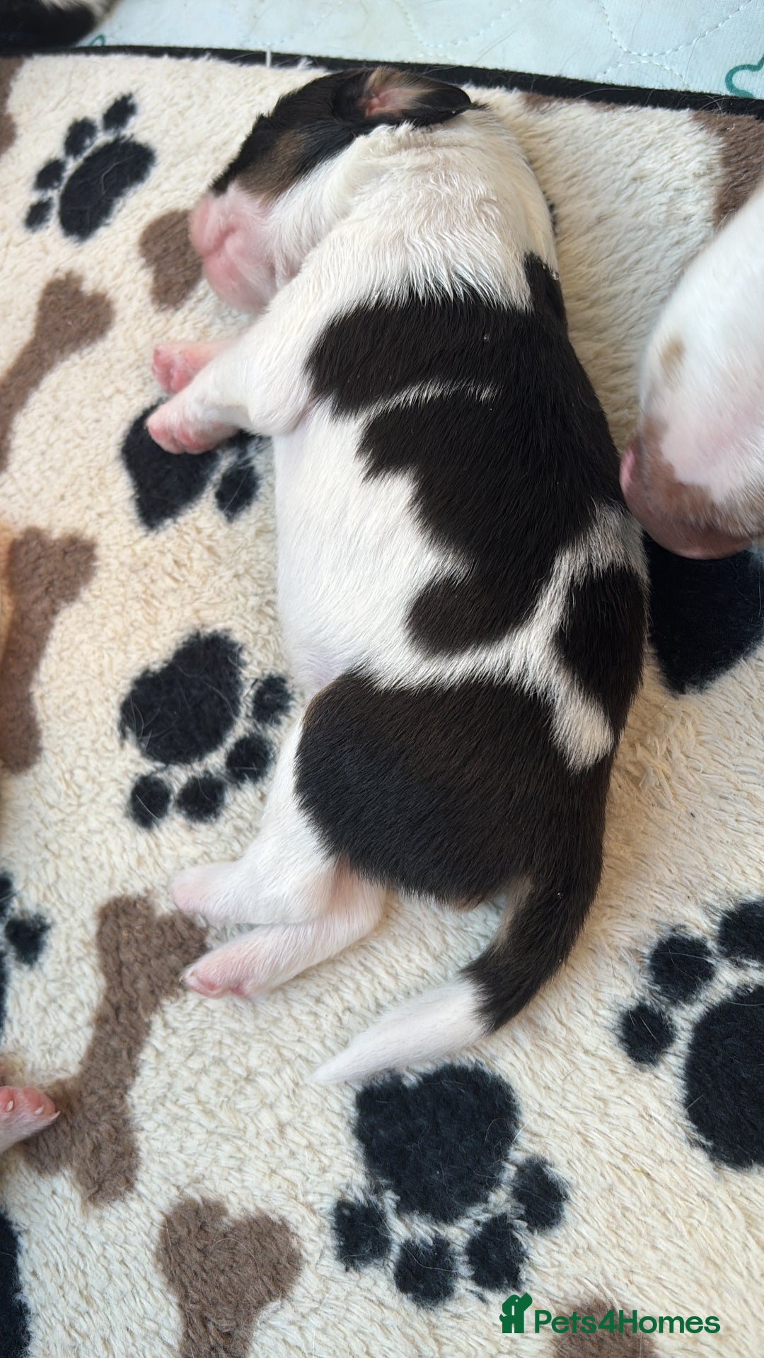 Border Collie dogs for sale: Heath tested collies - Image 24