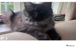 Maine Coon cats for sale: Female Pure mainecoon - Image 13