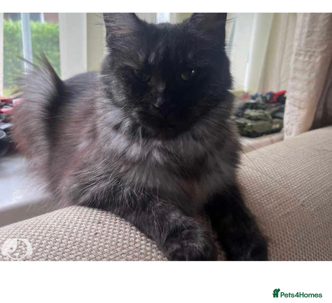 Maine Coon cats for sale: Female Pure mainecoon - Image 13
