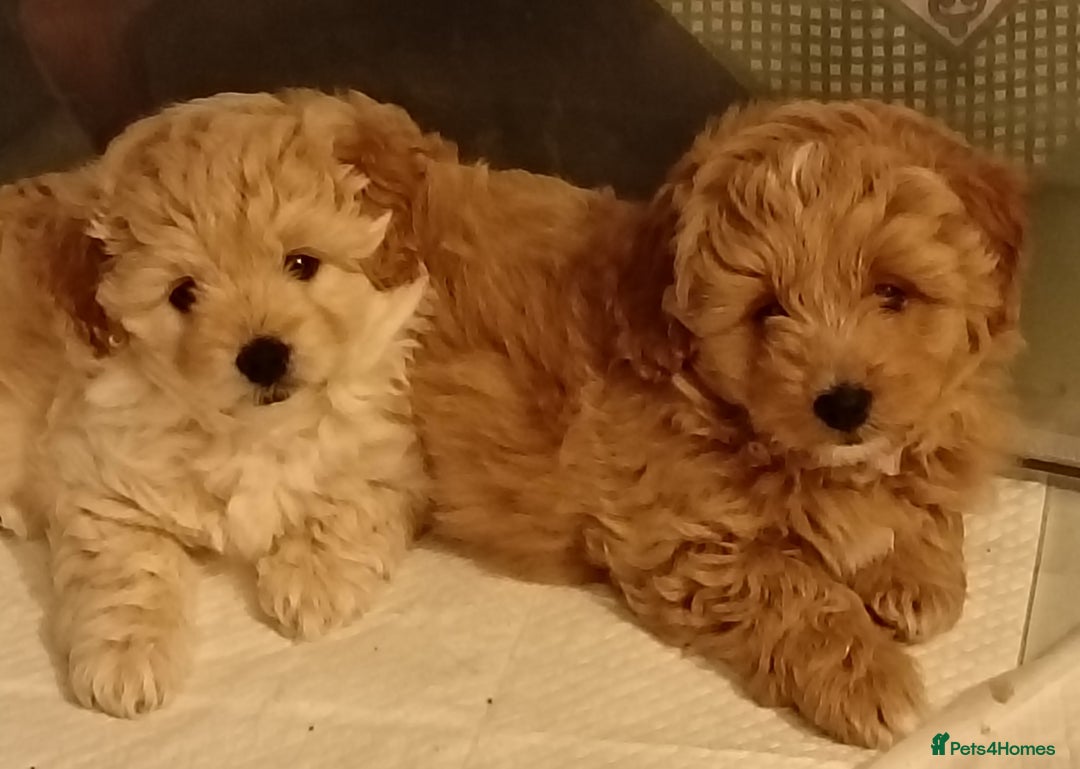 Pomapoo dogs for sale: Pompoo's - Advert 1