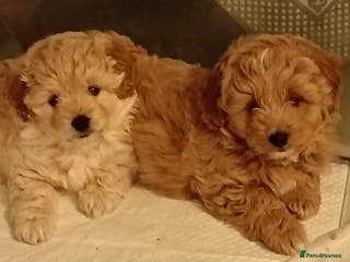 Pomapoo dogs Pompoo's - Advert 13