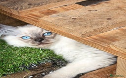 Siberian cats for sale: Gorgeous Playful Kittens - Ready for a new home! - Image 14