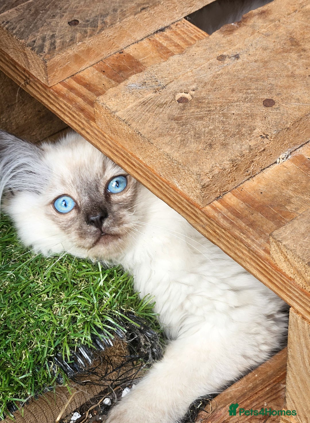 Siberian cats for sale: Gorgeous Playful Kittens - Ready for a new home! - Image 14