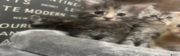 Maine Coon cats for sale: Maine Coon Kittens  - Advert 3