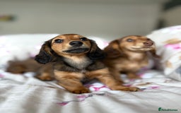 Dachshund dogs for sale: Kc . Reg. miniature longhair dachshund puppies  - Image 2