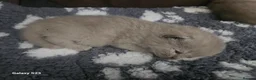 British Shorthair cats for sale:  British shorthair  - Advert 8