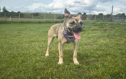 Presa Canario dogs for sale: Female Presa Canario - Image 9