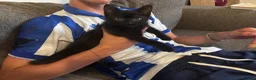 Mixed Breed cats for sale: Gorgeous male kitten ready this weekend  - Advert 5