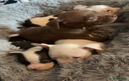 American Bully dogs for sale: pocket bully pups looking for there forever home  - Image 20
