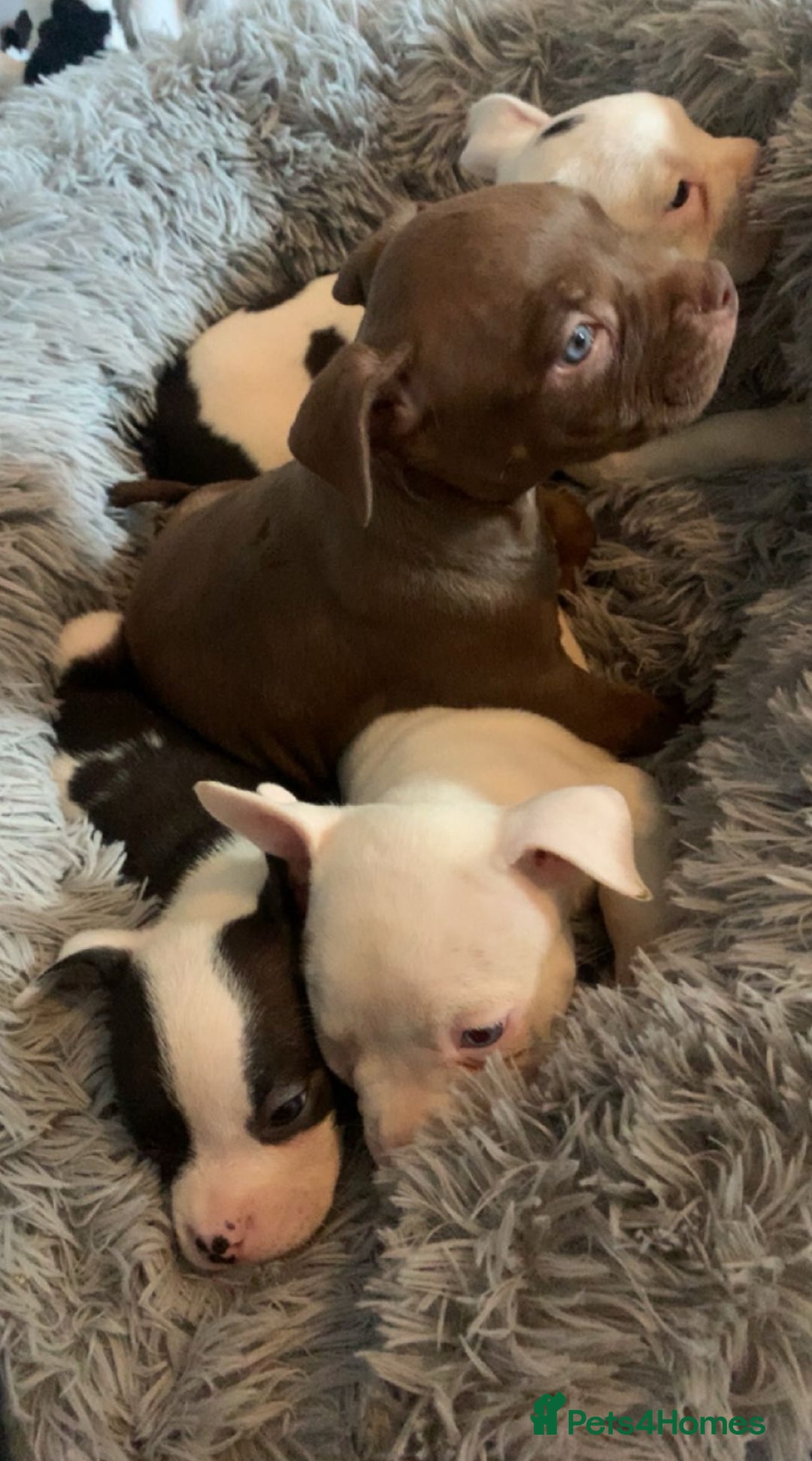 American Bully dogs for sale: pocket bully pups looking for there forever home  - Image 20