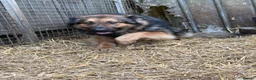 German Shepherd dogs for sale: German shepherd  - Advert 3
