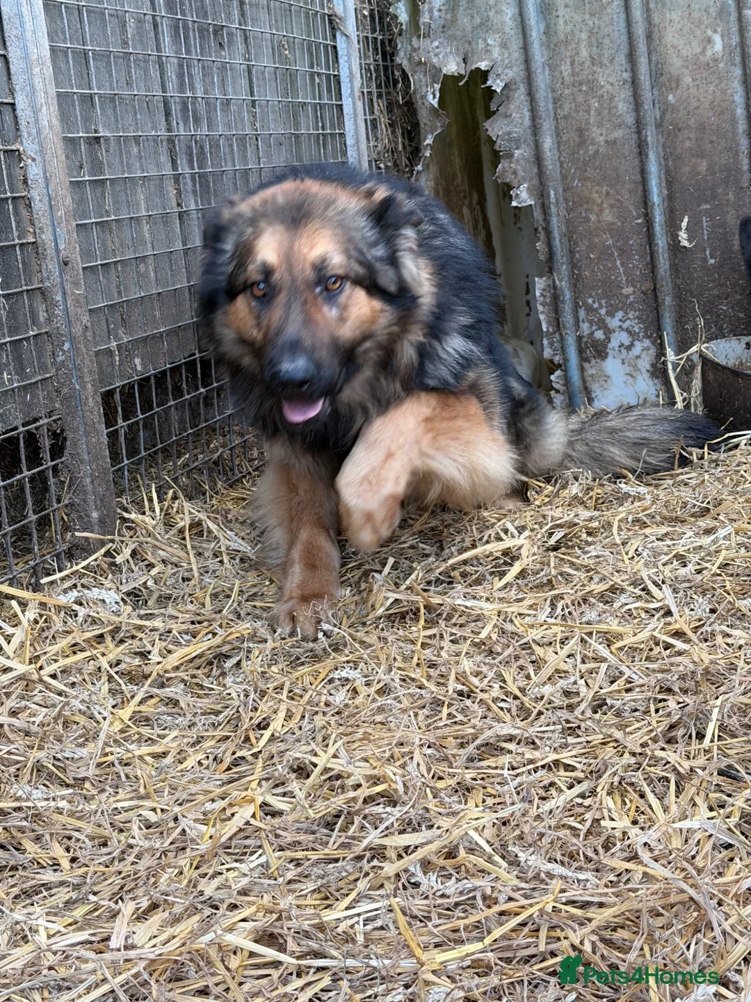 German Shepherd dogs for sale: German shepherd  - Advert 3