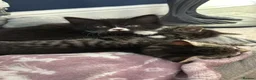 Mixed Breed cats for sale: 8 tabby/black kittens available  - Advert 22