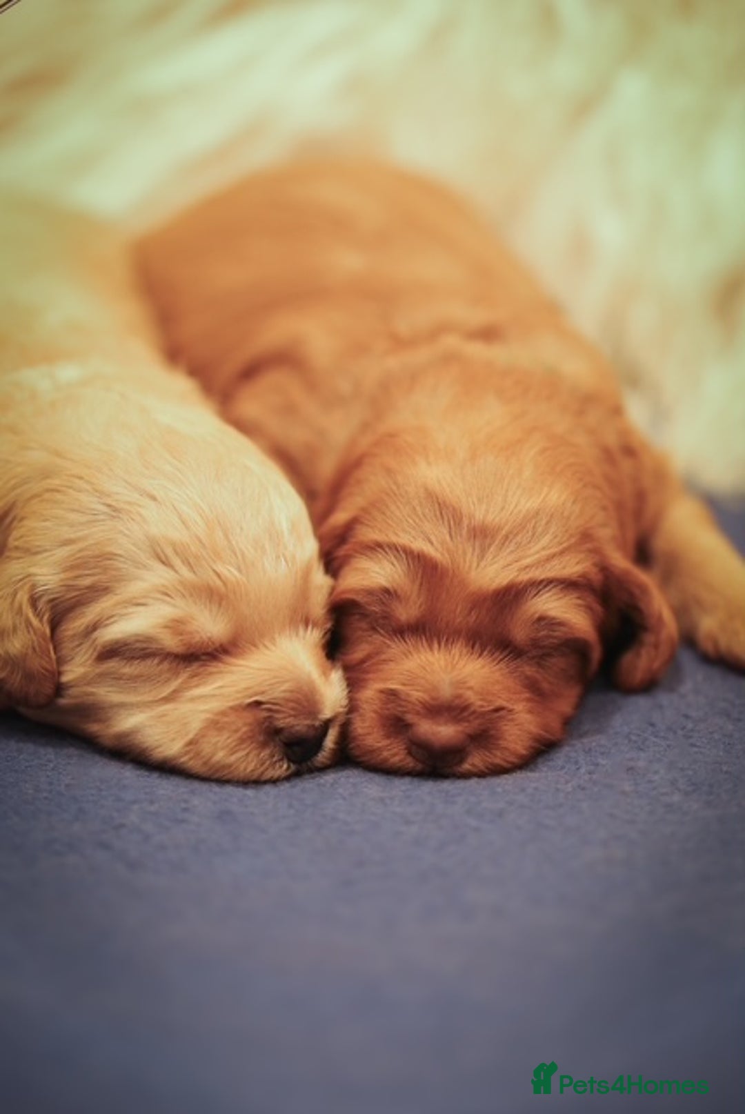 Cockapoo dogs for sale: Stunning F2b Miniature Cockapoos / Health Tested - Image 6