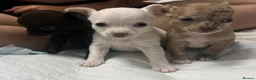 Chihuahua dogs for sale: Tiny Toy apple head chihuahuas.  in Rochester - Advert 35