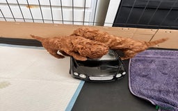 Toy Poodle dogs for sale: Toy poodle puppies/ red - Image 3