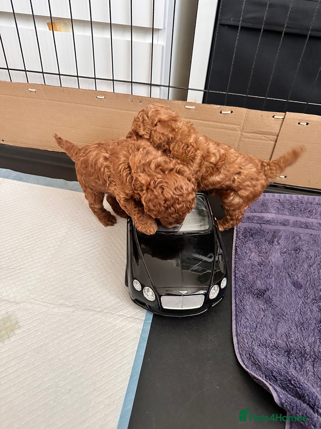 Toy Poodle dogs for sale: Toy poodle puppies/ red - Image 3